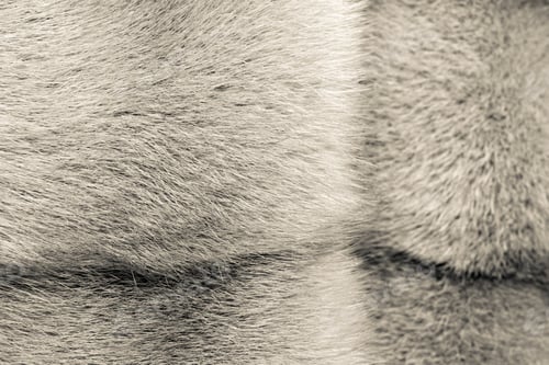 Preview: Fluffy Texture Of Fur Of Wild Animals Of Gray-Beige Color For Abstract Backgrounds
