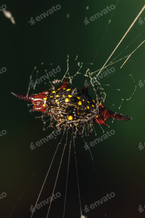 Preview: macro shot of a crab spider