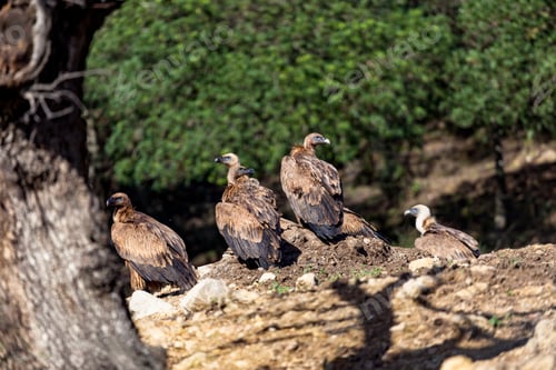 Preview: Griffon Vulture, (Gyps fulvus)