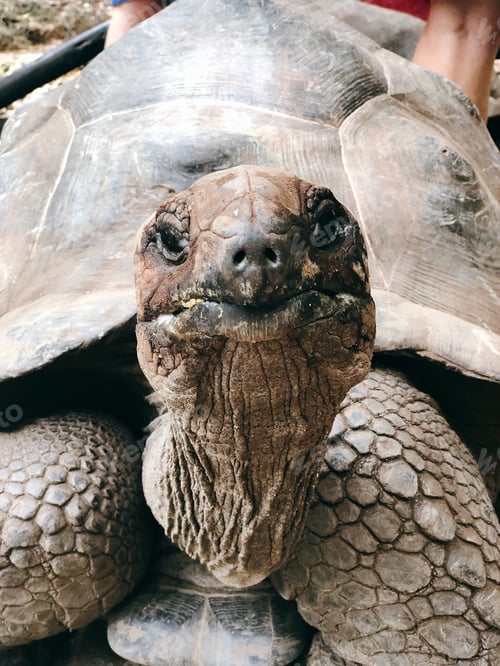 Preview: A turtle