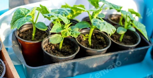 Preview: Seedlings of cucumbers in cups on the window. Selective focus.