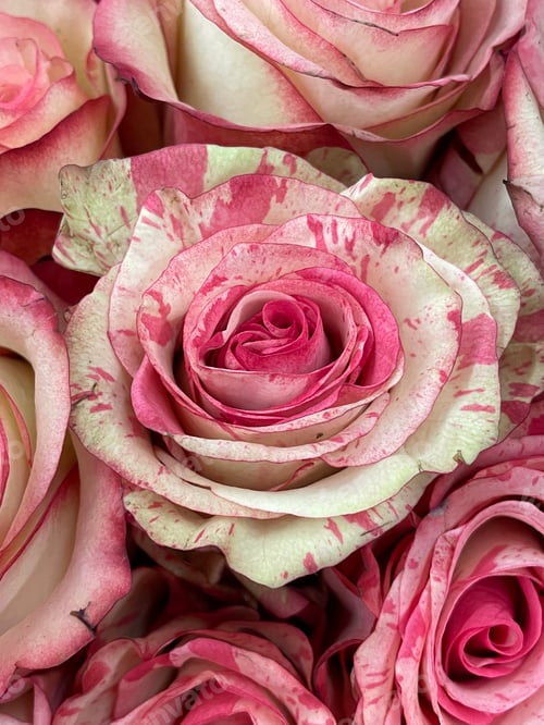 Preview: Roses