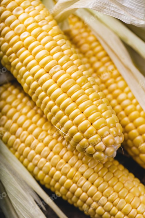 Preview: Corn cob harvest
