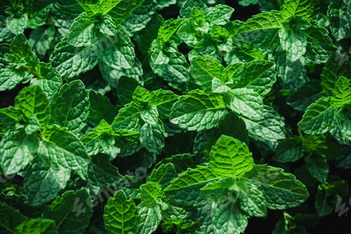 Preview: Green Mint Leaves Background. Closeup Texture Detail. Fresh Herbs Produce