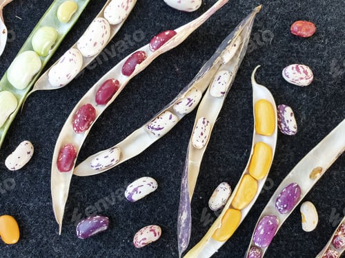 Preview: Group of opened colorful kidney beans pod with black background