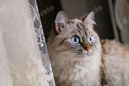 Preview: Gray cat with blue eyes