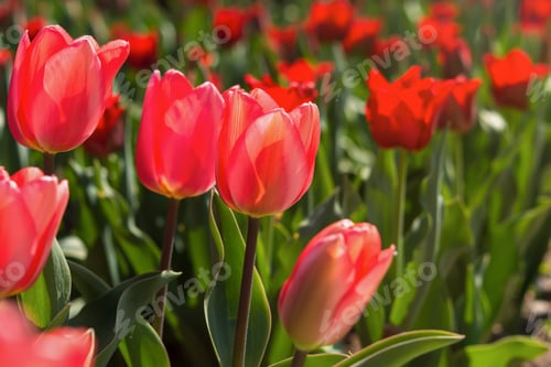 Preview: Pink and red tulips in the garden in the garden.