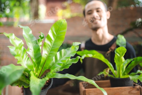 Vista previa: nature plant gardening hobby, happy man person lifestyle with growing flower green leaf