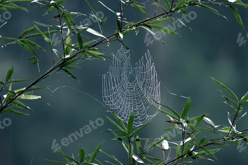 Preview: Spider Web covered in water droplets