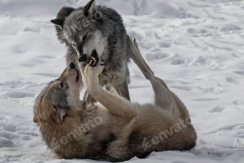 Preview: wolf, pack, togetherness, group, wilderness