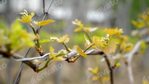 Preview: Vineyard. A vine with young leaves and budding buds. Sprout of Vitis vinifera, grape vine