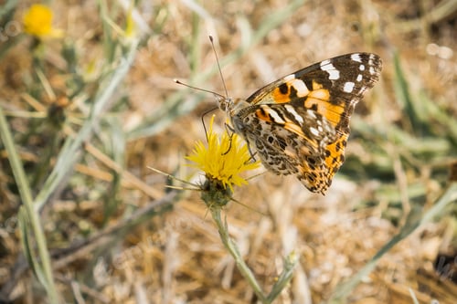 Preview: Painted lady Butterfly (Vanessa cardui)