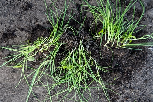 Preview: Green sprouts with roots prepared for transplanting into the soil. Seasonal work in the garden