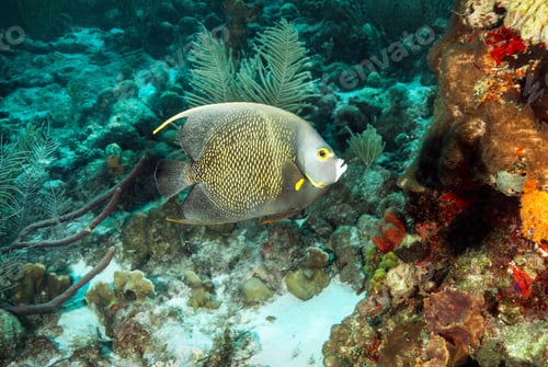 Preview: Angelfish swimming at underwater coral reef