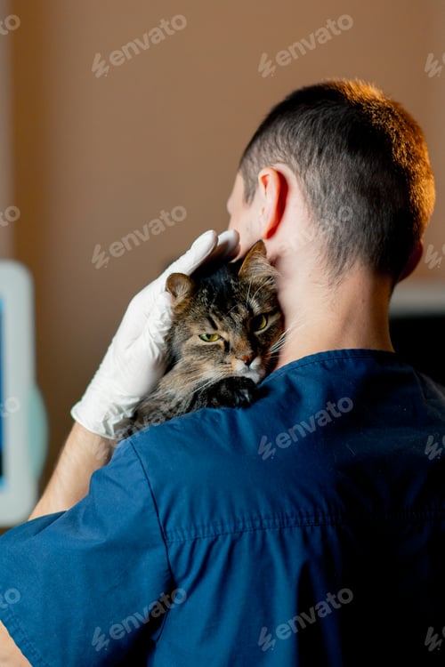 Preview: at veterinary clinic the veterinarian stands with his back to us and basks with the cat in his arms