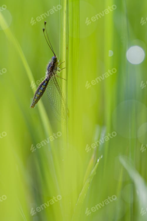Preview: dragonfly