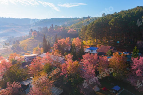 Preview: Sakura cherry flowers blossom trees of national park. Natural landscape background. Pink color