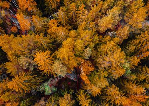 Preview: Top down aerial drone image of a forest.