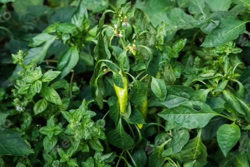 Preview: Organic plantation with growing sweet green peppers, ready to harvest, close-up