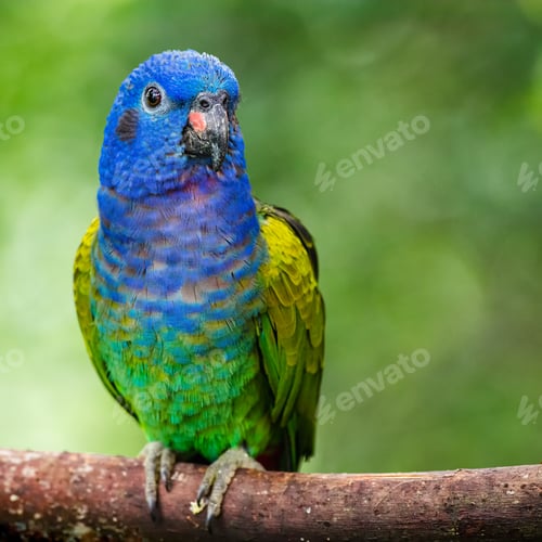 Preview: Colorful Parrot on Branch in Lush Green Setting