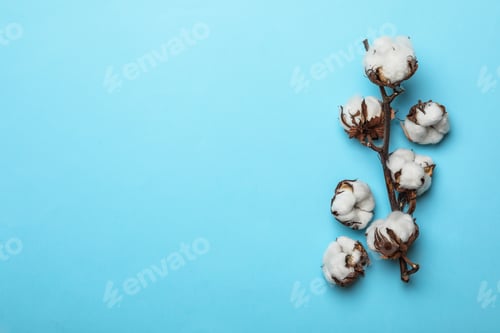 Preview: Flat lay composition with cotton flowers on blue background. Space for text
