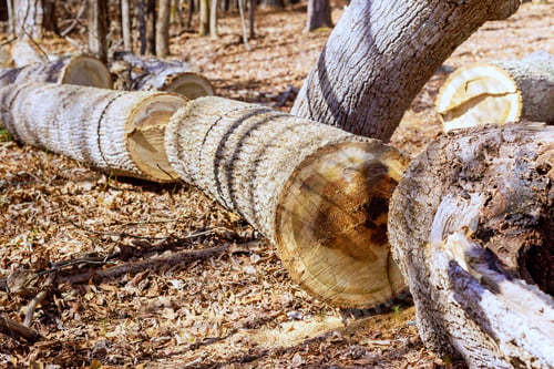 Preview: Stacks of freshly cut tree logs in forest before they are used at a sawmill