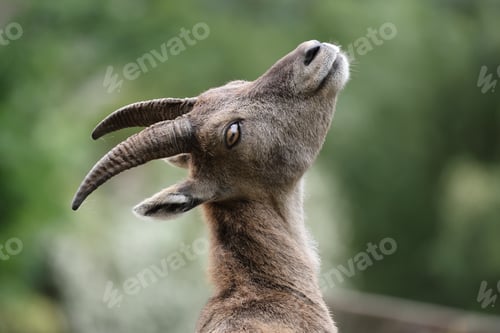 Preview: Mountain Goat Gazing Upward with Lush Green Backdrop