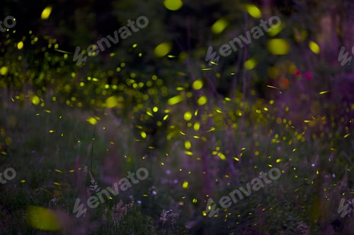 Preview: Italy, Tuscany, View of fireflies in meadow at night