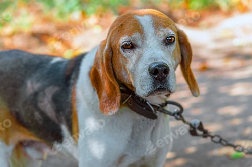 Preview: Estonian Hound dog outdoor portrait at cloudy day. Front view.