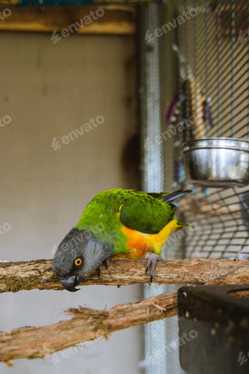 Preview: Parrot