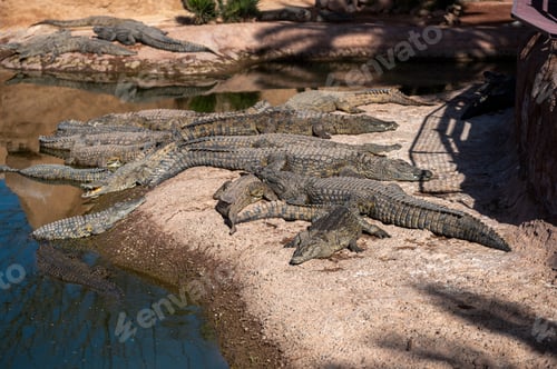 Preview: Several crocodiles are resting on the sandy shore beside a calm water body in Morocco.