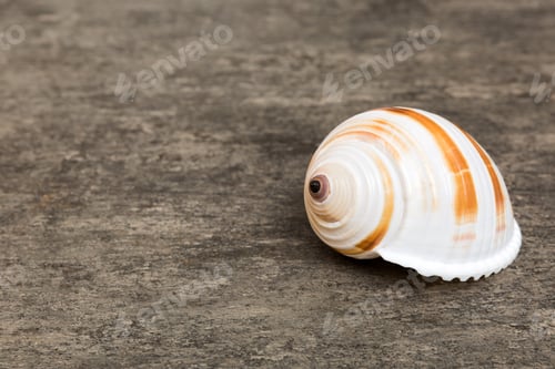 Preview: Beach seashells on colored background. Mock up with copy space