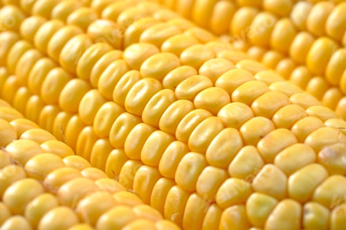 Preview: detail shot of Sweet corns in a bowl on table ,
