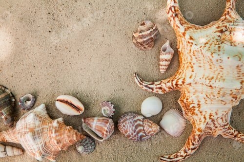 Preview: Sea shells with sand as background. Summer beach.