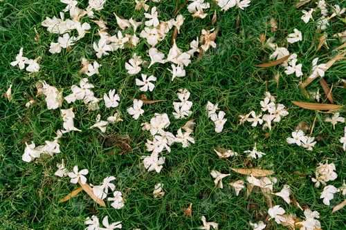 Preview: Oleander flowers on green grass. Close-up