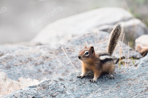 Preview: Little chipmunk sitting on a rock with copy space