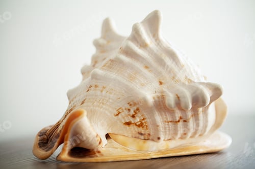 Preview: Sea concept. Sea shell on wood background
