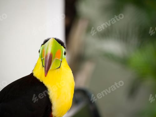 Preview: Toucan perched on a car on the blurry background