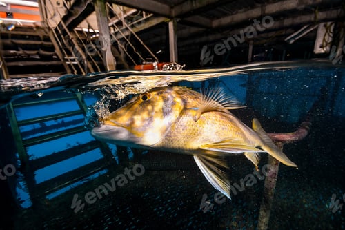 Preview: red bass close to a red coral under a pontoon in the great barrier reef