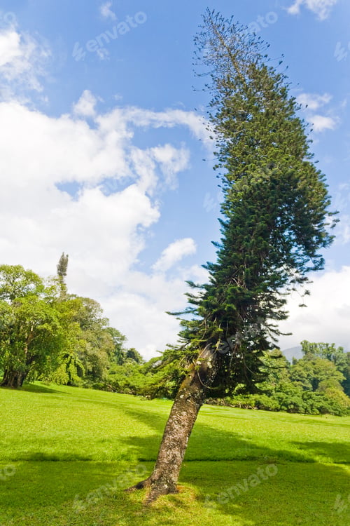 Preview: Crooked tree, strange, unusual, summer,day, green nature