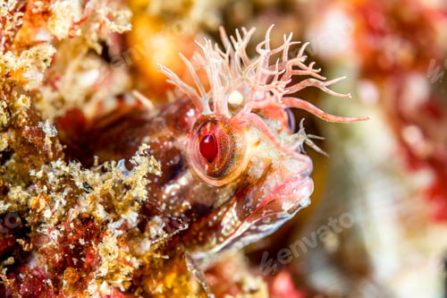 Preview: Fringehead blenny on underwater reef