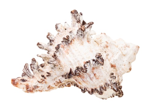 Preview: white shell of rock snail isolated on white