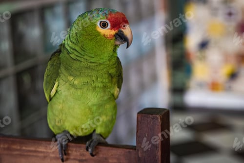 Preview: Green parrot