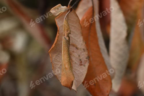 Preview: background, leaf, macro, nature, closeup, insect, yellow, color, green, detail, brown, colorful, sea