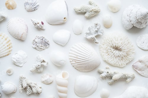 Preview: Monochrome seashells aesthetic background. Sea shells summery poster.
