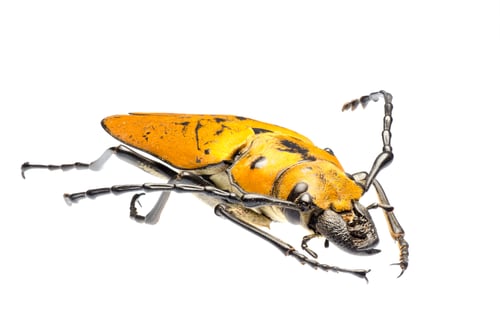 Preview: rare insect Trictenotomidae beetle