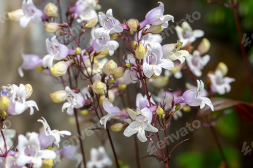 Preview: White flowers of Penstemon digitalis in the garden.