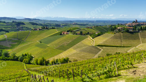 Preview: Vineyards of Langhe, Piedmont, Italy near Alba at May