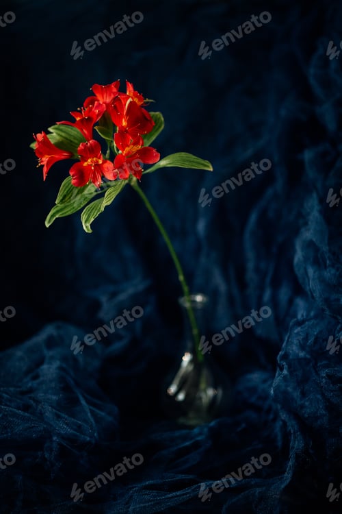 Preview: Red alstroemeria flower in a glass vase on a dark blue background