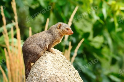 Preview: Dwarf mongoose (Helogale parvula) perched on stone